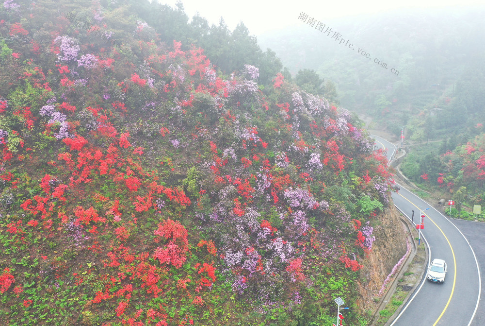 植物  踏青 赏花