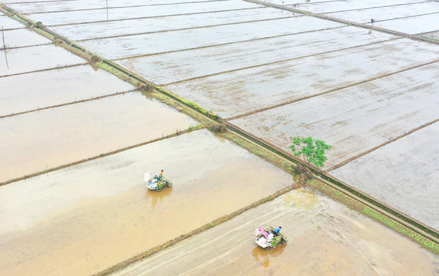 小满 节气 农事