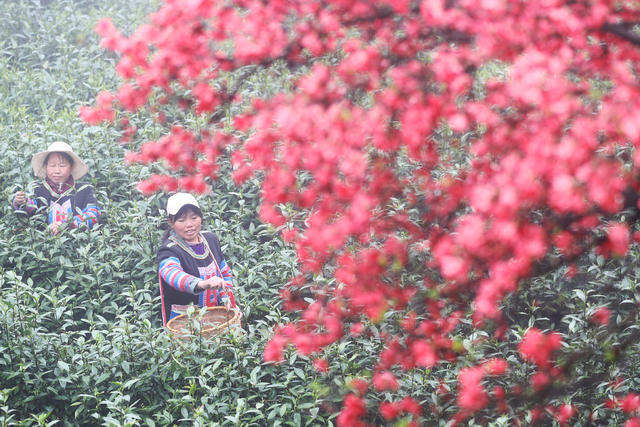 清明 采茶 