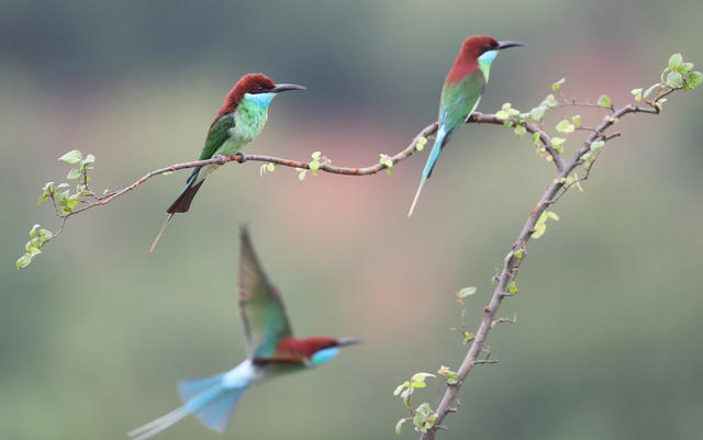 鸟 蓝喉蜂虎 生态