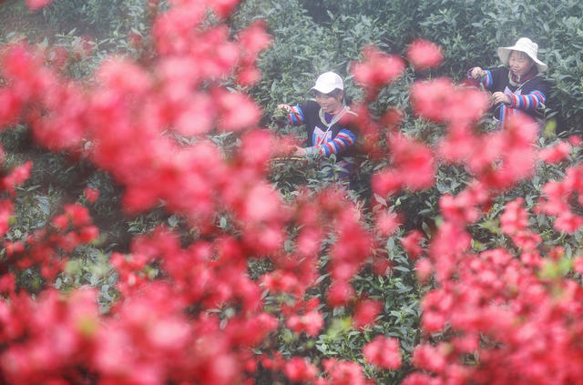 清明 采茶 