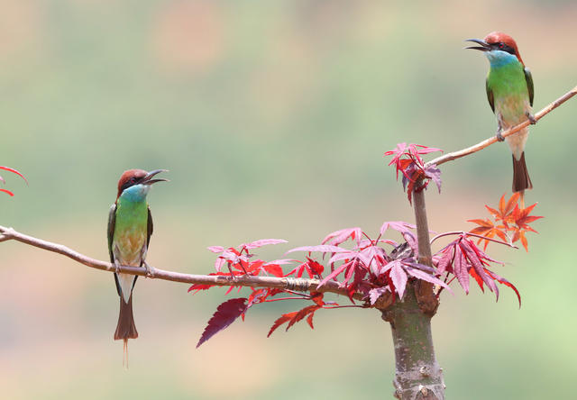 鸟 蓝喉蜂虎 生态
