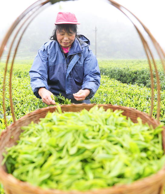 清明 采茶 