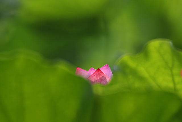 植物 蜜蜂 荷花 夏日