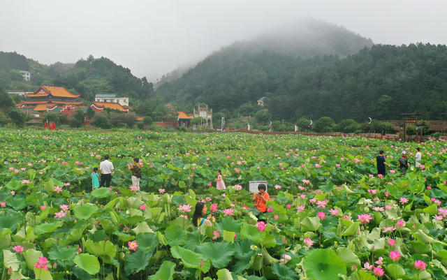 荷花 游客 生态 