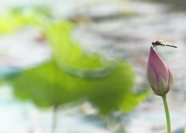植物 蜜蜂 荷花 夏日
