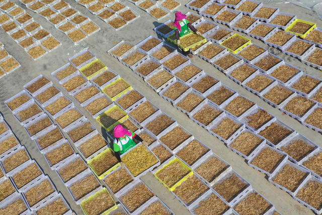 黄花菜 祁东 国家地理标志 采摘 丰收 