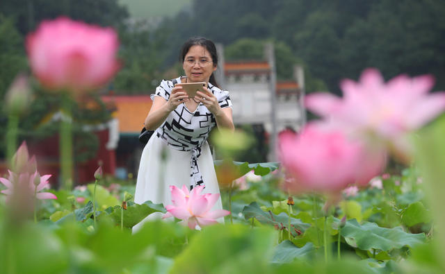 荷花 游客 生态 