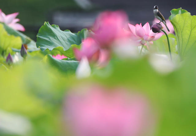 植物 蜜蜂 荷花 夏日