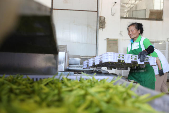 黄花菜 祁东 国家地理标志 采摘 丰收 