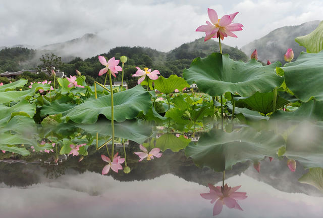 荷花 游客 生态 