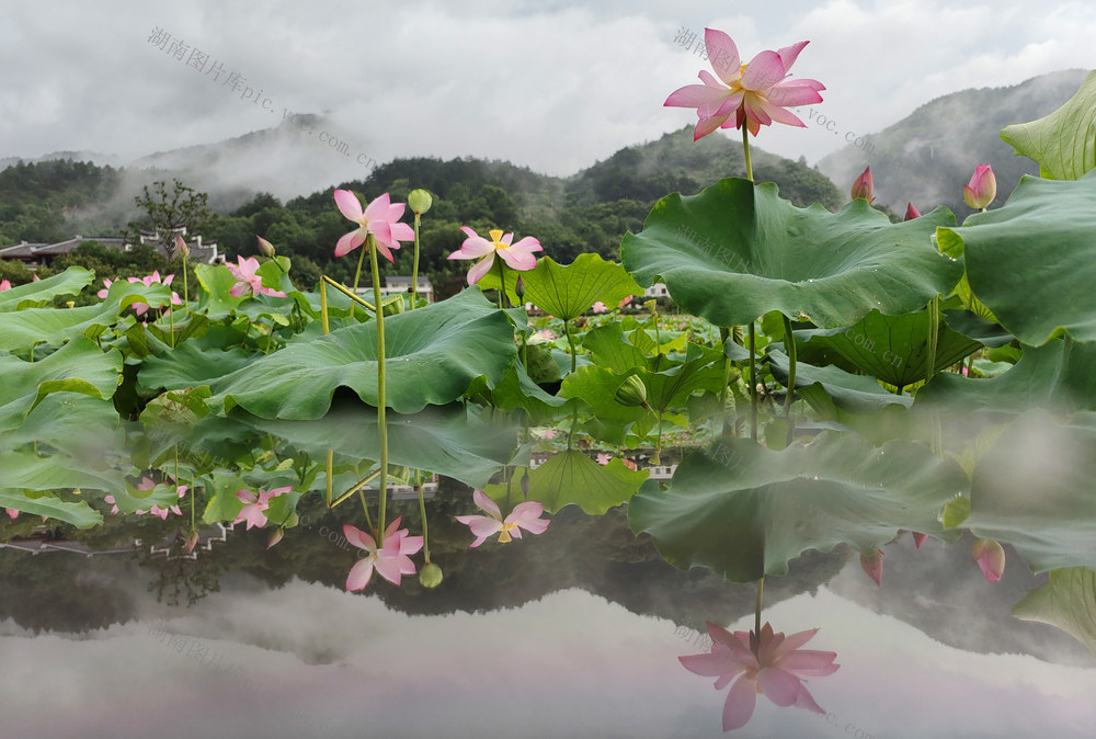 荷花 游客 生态 