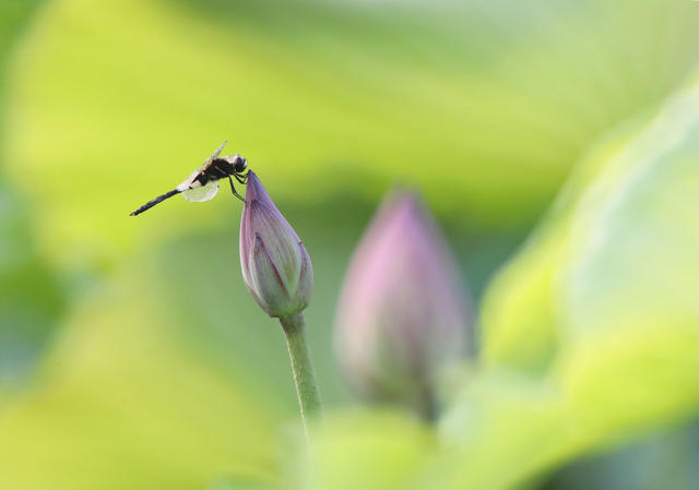 植物 蜜蜂 荷花 夏日