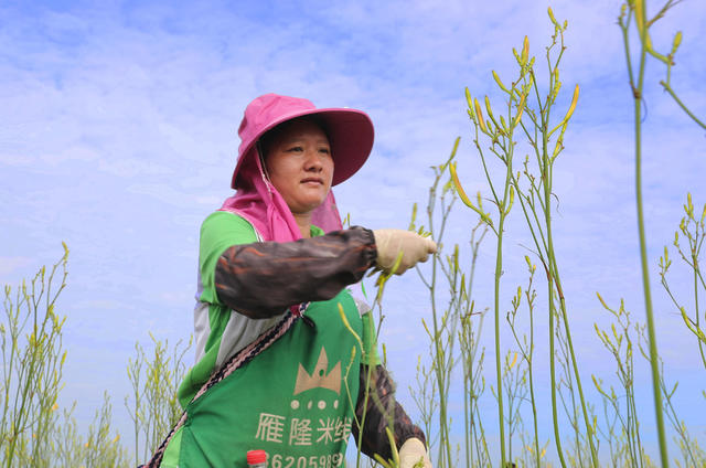 黄花菜 祁东 国家地理标志 采摘 丰收 