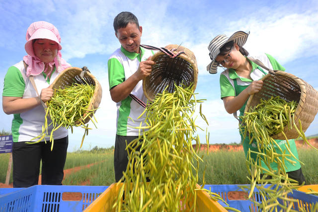 黄花菜 祁东 国家地理标志 采摘 丰收 