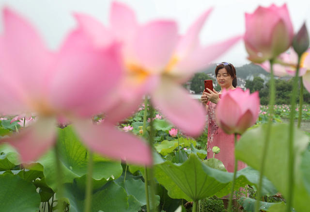 荷花 游客 生态 