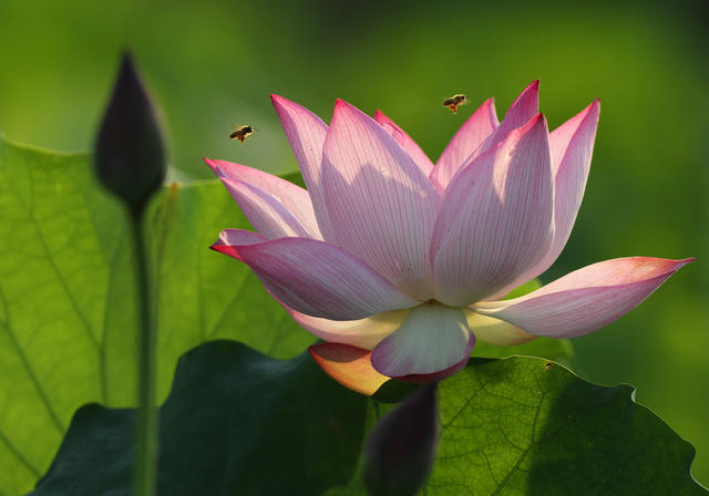 植物 蜜蜂 荷花 夏日