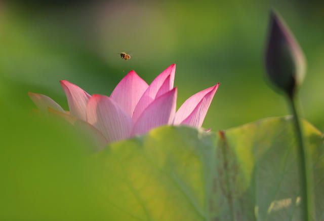 植物 蜜蜂 荷花 夏日