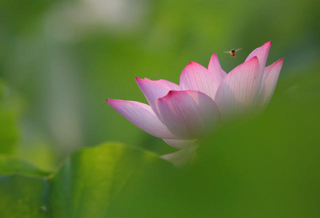 植物 蜜蜂 荷花 夏日