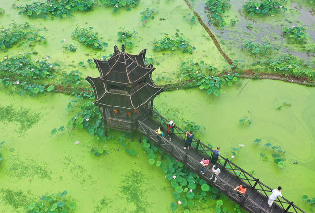 荷花 游客 生态 