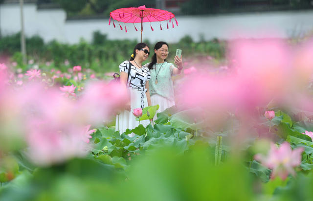 荷花 游客 生态 