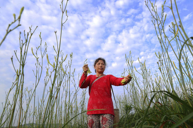 黄花菜 祁东 国家地理标志 采摘 丰收 