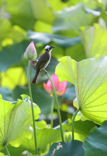 植物 蜜蜂 荷花 夏日