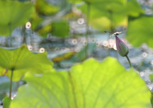植物 蜜蜂 荷花 夏日