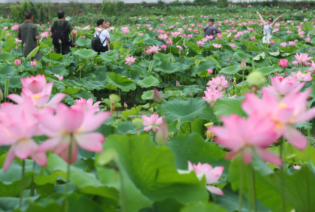 荷花 游客 生态 