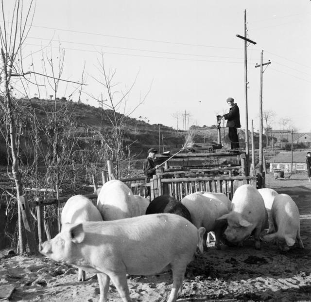 猪肉 收购 春节