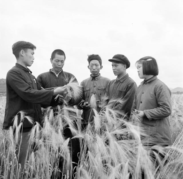 农民 技术员 棉花 农田 其他 老人