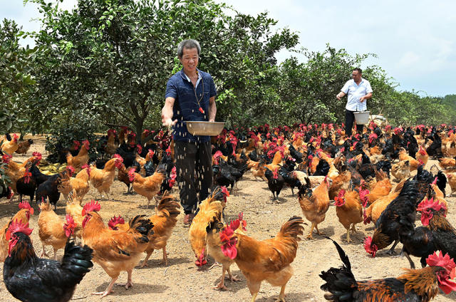 养殖  规模化养殖  鸡  农村  农业  畜牧  农民  乡村振兴 