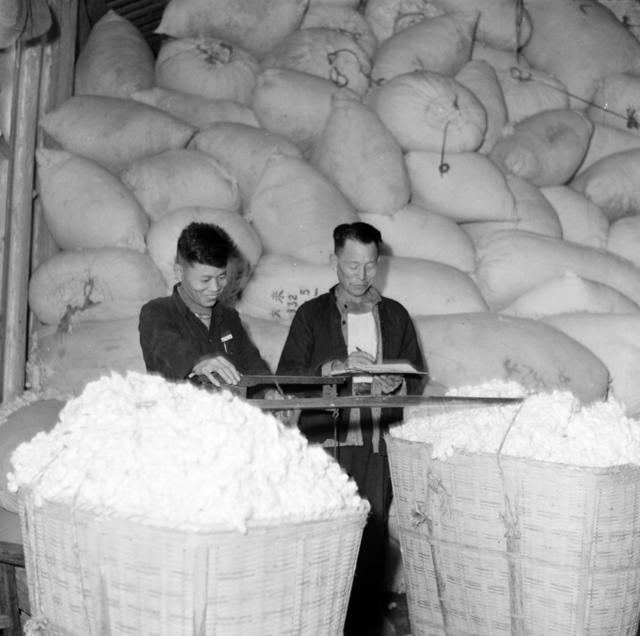 稻田 棉花  其他 船 草地 田地 户外 羊