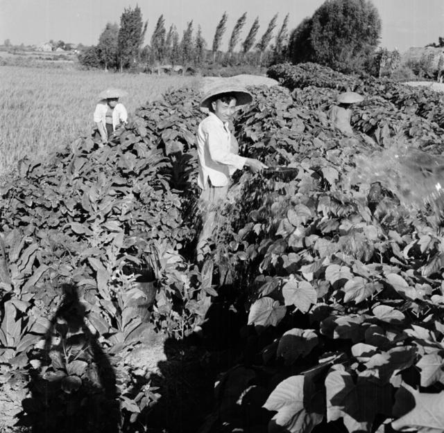 稻田 棉花  其他 船 草地 田地 户外 羊