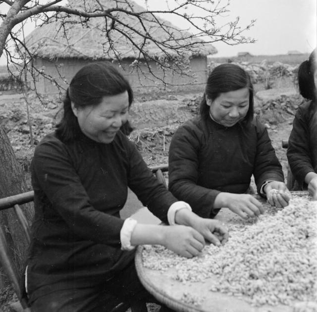 妇女 开荒 棉花 田地 户外