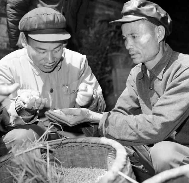 田地 室外  其他 石头墙 干草 斧头 户外 合影 猪 湖 羊