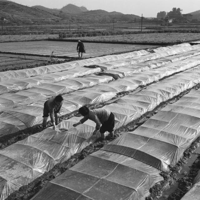 田地 室外  其他 石头墙 干草 斧头 户外 合影 猪 湖 羊