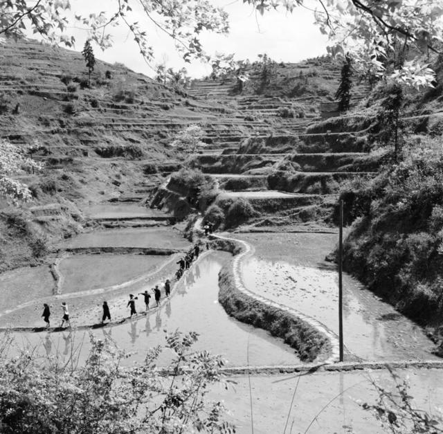 田地 室外  其他 石头墙 干草 斧头 户外 合影 猪 湖 羊