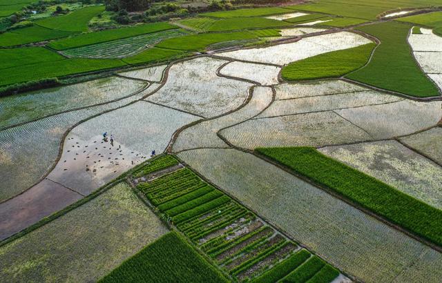  户外 日落 田地
