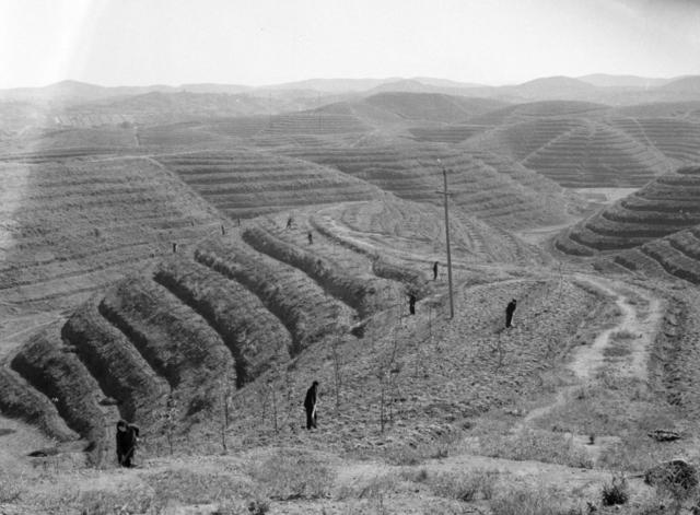  Tea terraces Other fields