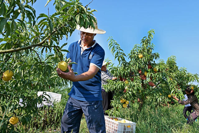 采摘  黄桃  桃园  林果产品  农业  农村  农民  果农  就业  市场  增收 合作社