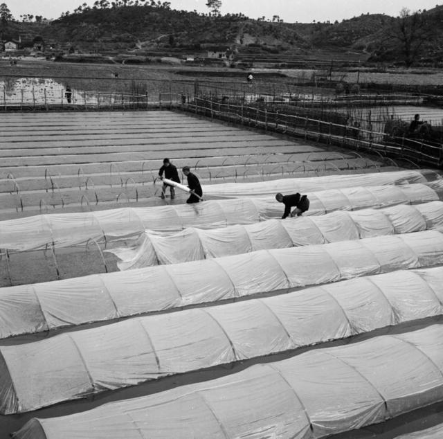 田地 室外  其他 石头墙 干草 斧头 户外 合影 猪 湖 羊