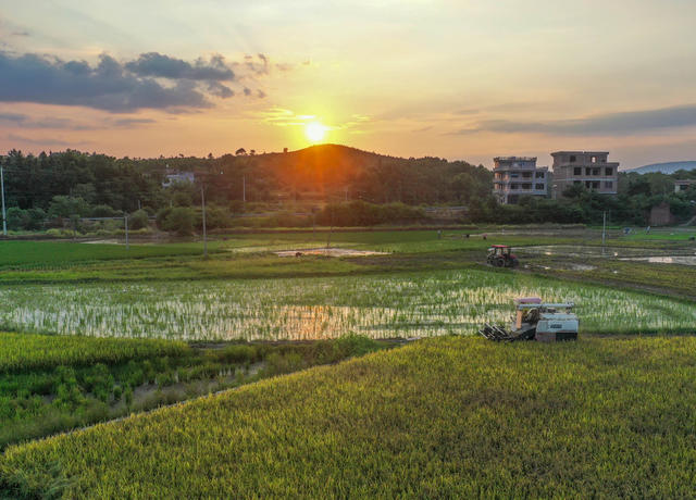  户外 日落 田地