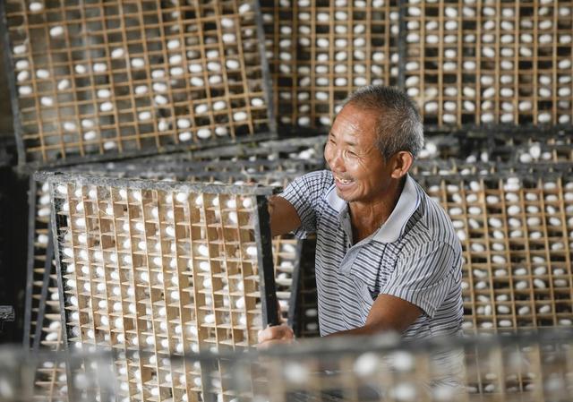 采摘 蚕茧