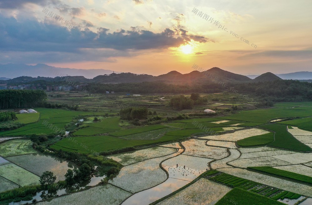  户外 日落 田地