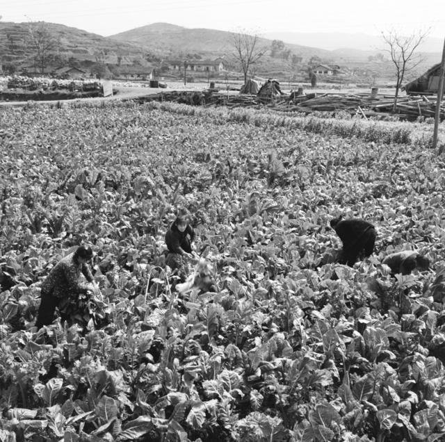 田地 室外  其他 石头墙 干草 斧头 户外 合影 猪 湖 羊