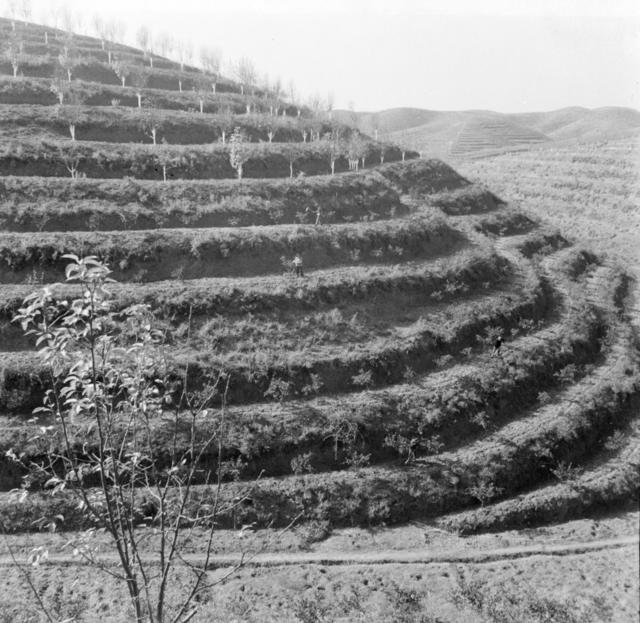 茶树 梯田 其他 田地