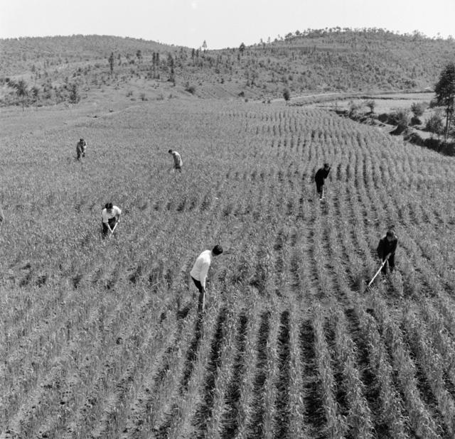 田地 户外 干草 油菜花田 水牛 其他 公牛 草地 动物 水田 秧苗