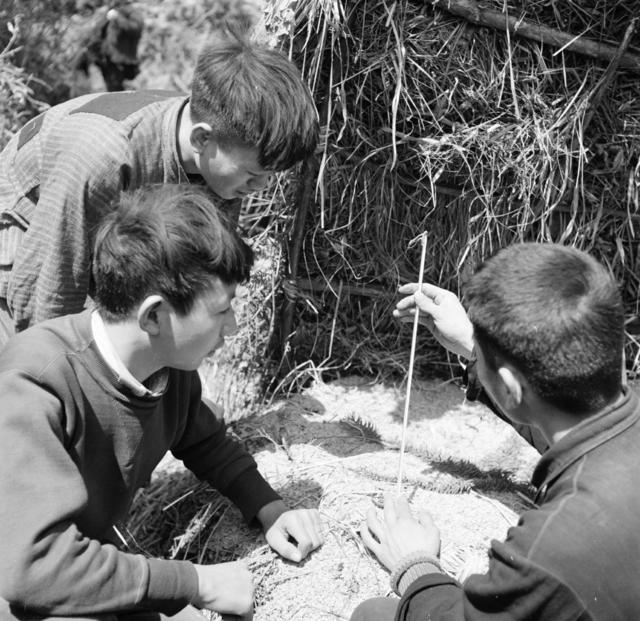 田地 户外 干草 油菜花田 水牛 其他 公牛 草地 动物 水田 秧苗