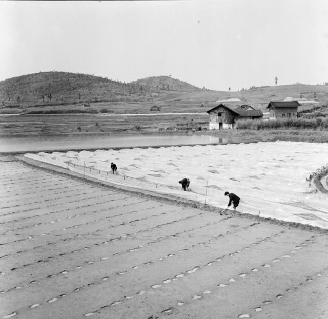 田地 户外 干草 油菜花田 水牛 其他 公牛 草地 动物 水田 秧苗